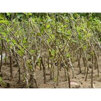 Giống Cây Táo Đại - Khu vườn xinh 689, Freeship extra+