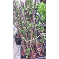 Giống cây táo đỏ lùn
