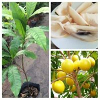 Giống cây vú sữa hoàng kim 60cm-70cm