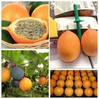 Giống Chanh Dây CoLomBia Vàng Ngọt Đậm