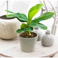 Giống Chuối Mini - Cây Cảnh Phong Thủy