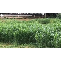 Giống cỏ cao lương lai thân mềm không có lông (Gói 500g)