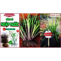 Giống cỏ ngập nước ngập úng tốt nhất