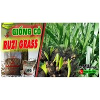 Giống cỏ Ruzi - Cỏ chịu dẫm đạp chịu bóng mát