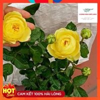 Giống Hoa Hồng Bụi Catalina - CÂY 25 NGÀY TUỔI MÀU VÀNG CHANH - RỂ KHỎE, PHÁT TRIỂN TỐT. - Cây Nhỏ