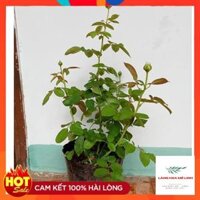Giống Hoa Hồng Bụi Catalina - CÂY 25 NGÀY TUỔI MÀU VÀNG CHANH - RỂ KHỎE, PHÁT TRIỂN TỐT. - Cây Vừa
