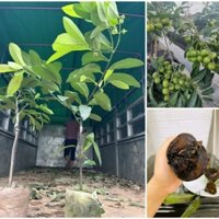 Giống Hồng SOCOLA cây ghép choai nhanh ra hoa (cây chụp thực tế tại vườn,) shop cam kết cây ghép chuẩn giống.