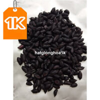 [Giống Lạc đen xì] 1 kg Hạt giống lạc đen Kokuma _ Nảy 99%, đen như ảnh_hạt giống chuẩn xin - mùi ngon huonganh84