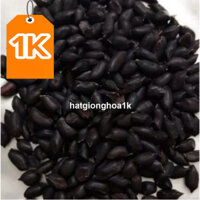 [Giống Lạc đen xì] 1 kg Hạt giống lạc đen Kokuma _ Nảy 99%, đen như ảnh_hạt giống chuẩn xin - mùi ngon huonganh84