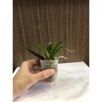 Giống Lan Hồ Điệp Combo 5 cây