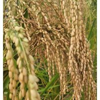 Giống lúa tẻ nương truyền thống của người Mông 1kg