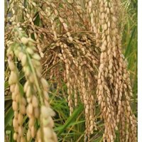 Giống lúa tẻ nương truyền thống của người Mông 1kg _Tập làm vườn cùng Mạc Kỳ Lâm