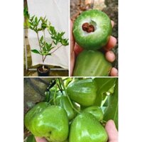 giống mận xanh đường  bao chuẩn  f1 .