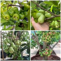 Giống Mận Xanh Đường Cây Khỏe (cây giống quỳnh anh)