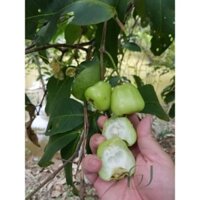 Giống Mận Xanh Đường Cây Khỏe Ra trái ngay