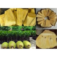 Giống Mít Không Hạt