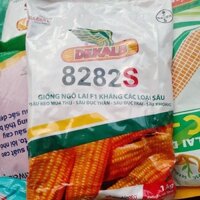 giống ngô đổi gen 8282s
