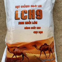 Giống ngô lai F1 LCH9