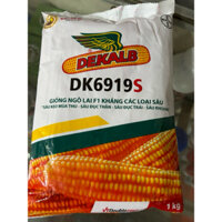 Giống Ngô Lai kháng sâu nhãn hiệu DK6919S.