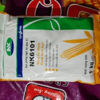 giống ngô NK 6101
