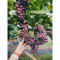 Giống Nho Mới Không Hạt Giòn Ngọt