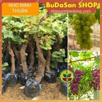 GIỐNG NHO NINH THUẬN BẦU TO NHANH CHO QUẢ -Ông Trùm Cây Giống F1