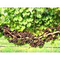 Giống Nho Rừng Sai Trái