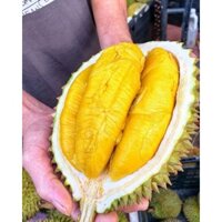 GIỐNG SẦU RIÊNG MALAYSIA