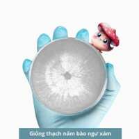 Giống thạch nấm bào ngư xám, giống nấm cấp 1 nấm sò xám 30gr, hàng có sẵn - 3C Farm