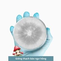 Giống thạch nấm bào ngư hồng,giống cấp 1 giống nấm sò hồng 30gr - 3C Farm