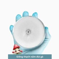 Giống thạch nấm đùi gà, giống cấp 1 nấm sò vua 30gr, hàng có sẵn - 3C Farm