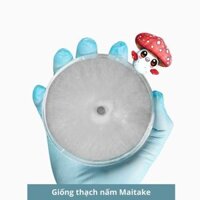 Giống thạch nấm maitake 30gr, giống nấm cấp 1 nấm khiêu vũ, hàng có sẵn - 3C Farm