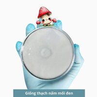 Giống thạch nấm mối đen, giống cấp 1 giống nấm mối rễ dài 30gr - 3C Farm