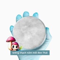 Giống thạch nấm mối đen Thái, giống cấp 1 giống nấm mối rễ dài 30gr - 3C Farm