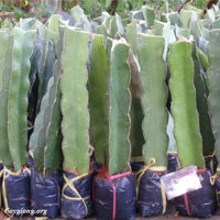 Giống Thanh Long Ruột Đỏ