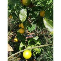 GIỐNG VÚ SỮA HOÀNG KIM