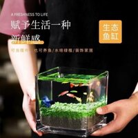 Go 】 Home DIY Sáng Tạo Sinh Thái Bể Cá Nhỏ Bình Thủy Tinh Trong Suốt Thủy Canh Cây Trong Chậu Cây Thủy Sinh Bốn Biển