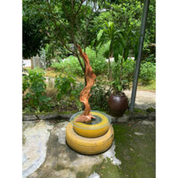 gỗ lũa Ngọc am tự nhiên hà Giang