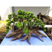 gỗ lũa thủy sinh, layou rừng, layou hồ cá