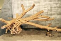 Gỗ Lũa Thủy Sinh