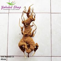 Gốc bonsai BS8 45cm ( giá/ gốc)