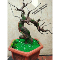 Gốc bonsai ghép hoa giả