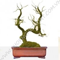 Gốc Bonsai Gỗ - Thế Con Hươu - Mã: H2