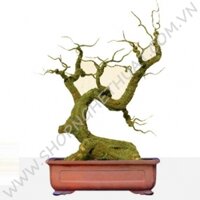 Gốc Bonsai Gỗ - Thế Con Hươu - Mã: H1