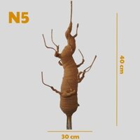 Gốc bonsai N5 làm mai đào tết