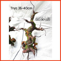 Gốc bonsai,thân cây bonsai thế Trực khoảng 40cm làm hoa mai,đào Handmade S0243 HACRAFT