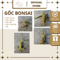 Gốc cây bonsai làm hoa mai,đào,gốc được làm cứng cáp ,hình dáng đẹp