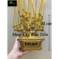 Gốc cây kim tiền gắn sẵn kẽm( 10 nhánh, 14 nhánh, 16 nhánh, 20 nhánh, 25 nhánh)