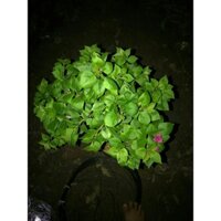 gốc mỷ nguyên bản uốn bonsai