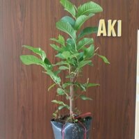 [GỐC to 1-2 cm Cây] giống ổi lùn lê Đài Loan giống Bến Tre Cây trồng chậu, sân thượng chiết nhánh cao 40-50cm